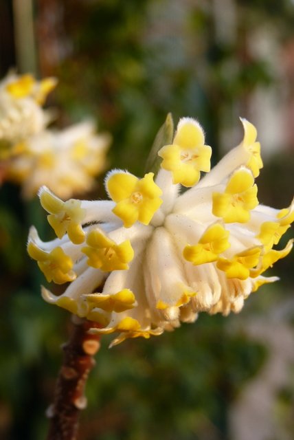 Edgeworthia chrysantha 'Grandiflora'